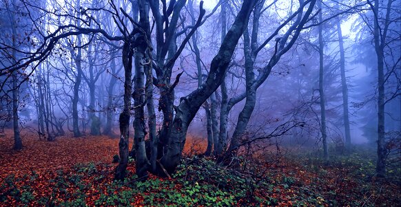 Forest tree branch