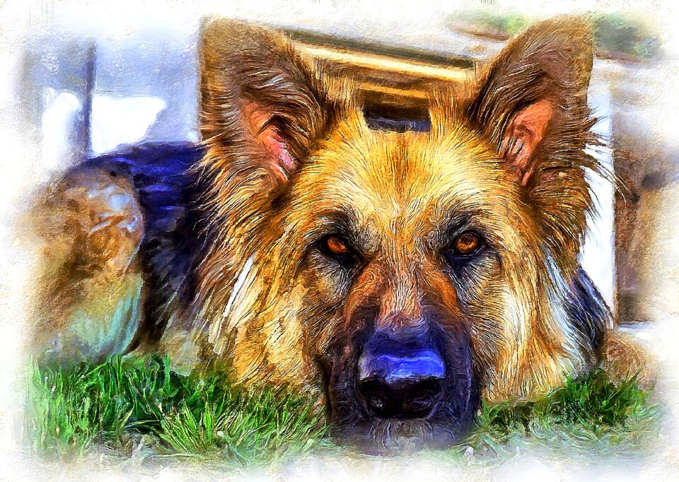 Animals pet puppy