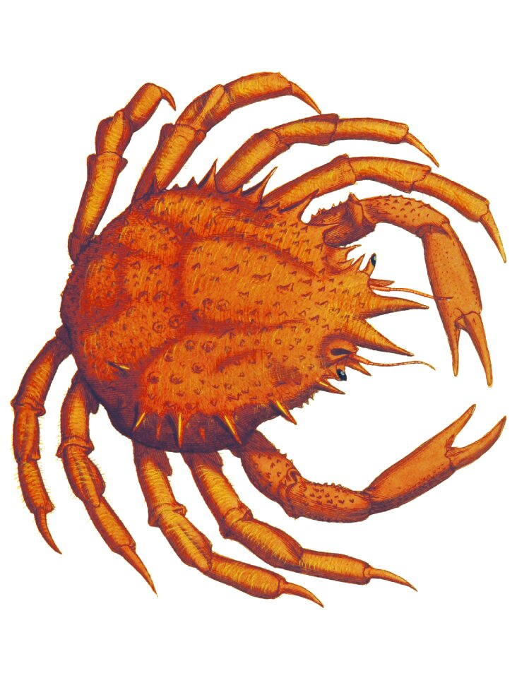 Fauna marine seafood