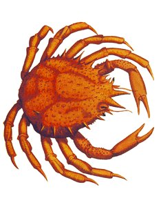 Fauna marine seafood