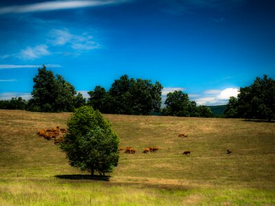 Resting cows cattle herd Free illustrations