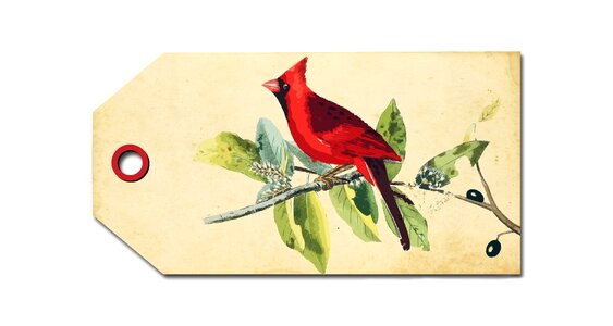 Red cardinal vintage art