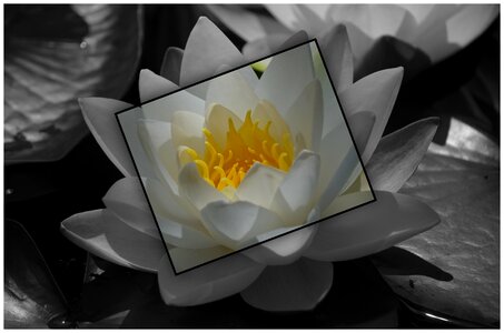 Nature aquatic plant blossom