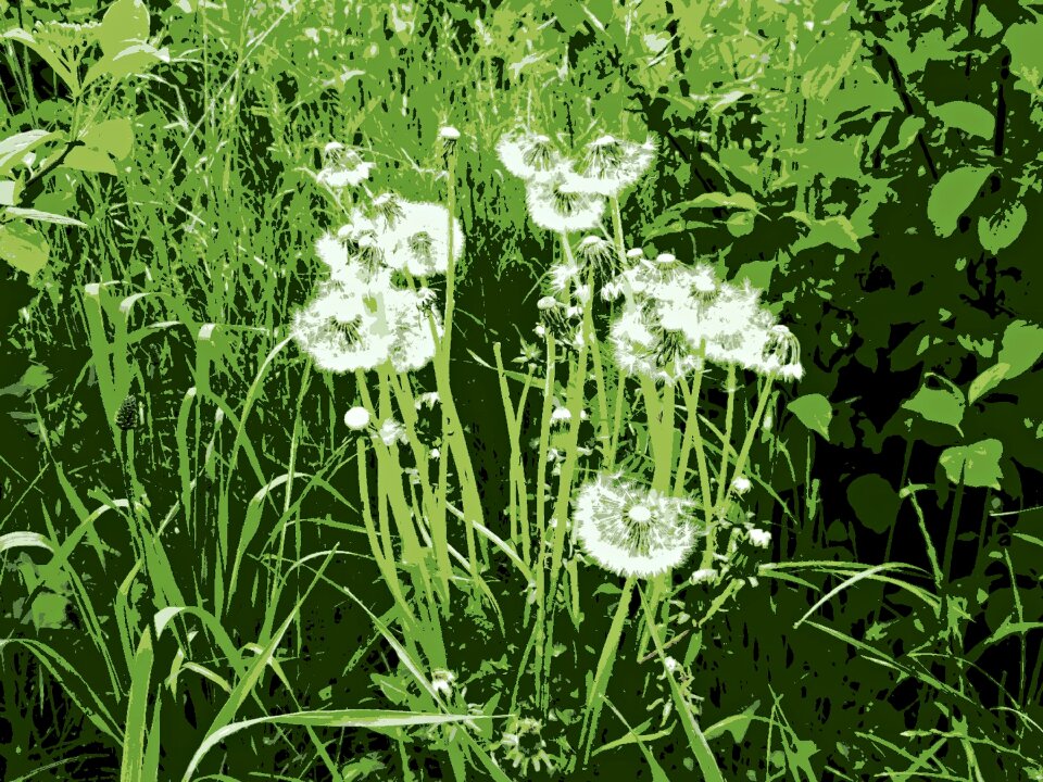 Grass nature landscape