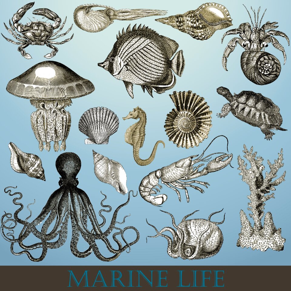 Sea ocean nature