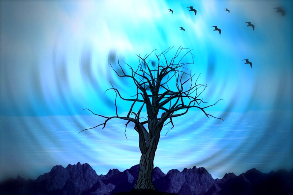 Nature birds river landscape