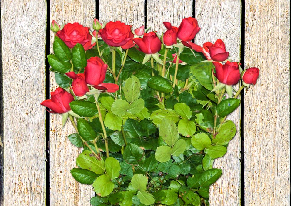 Flower rose bloom garden rose