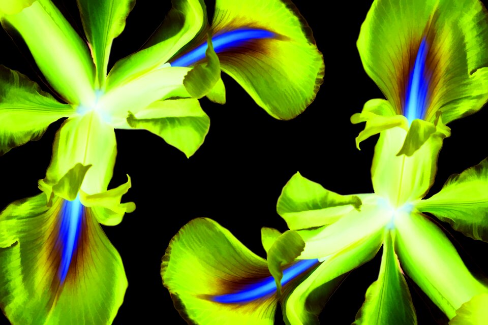 Floral spring plant
