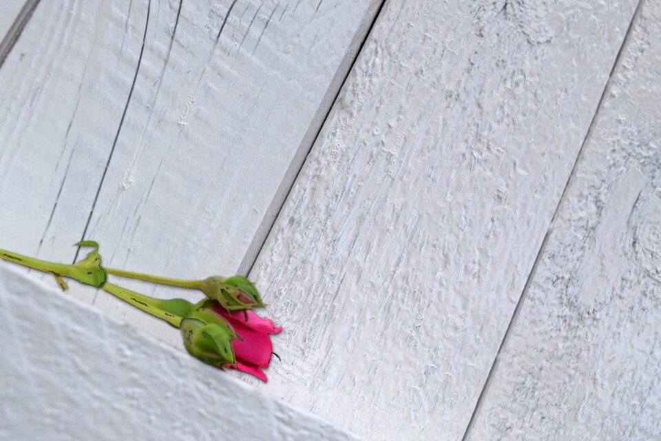 Wood white love
