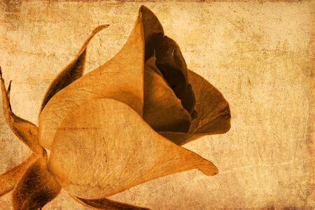 Tan floral blossom