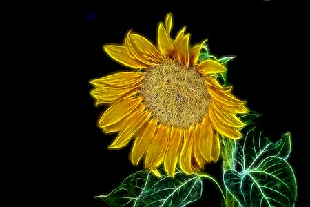 Flower blossom sunflower Free illustrations