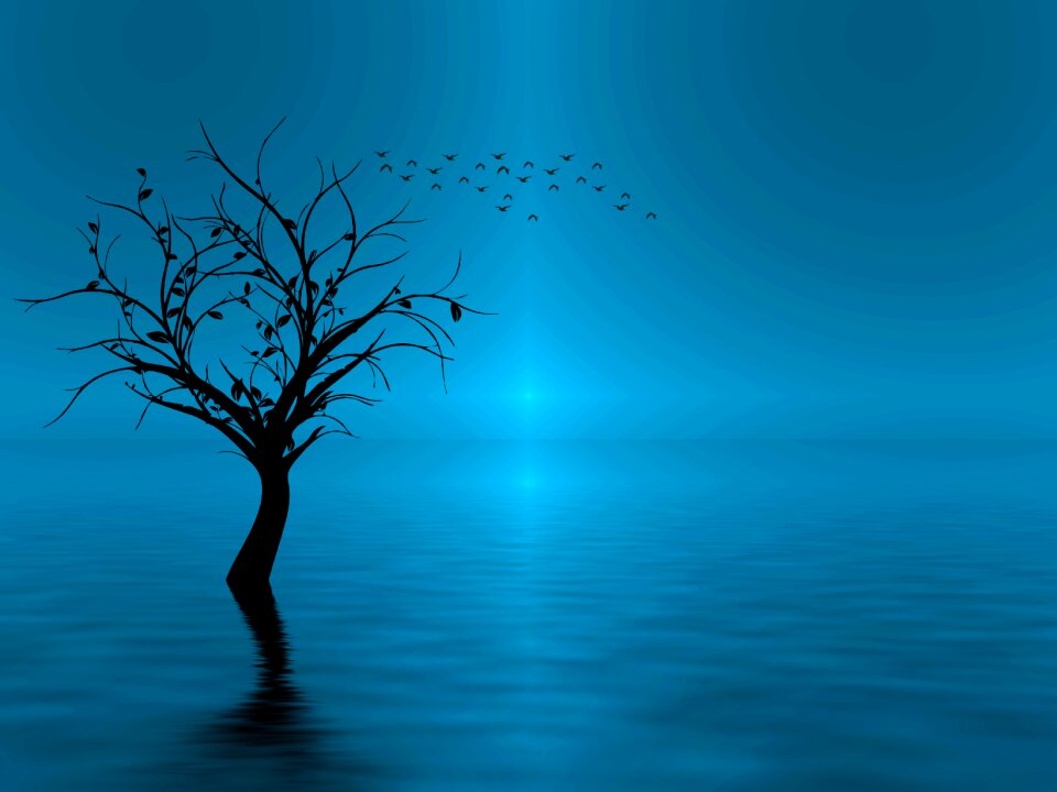 Silhouette tree water
