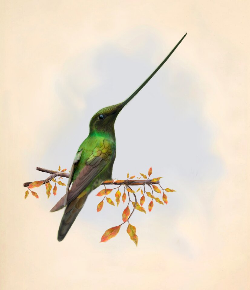 Beak nature Free illustrations