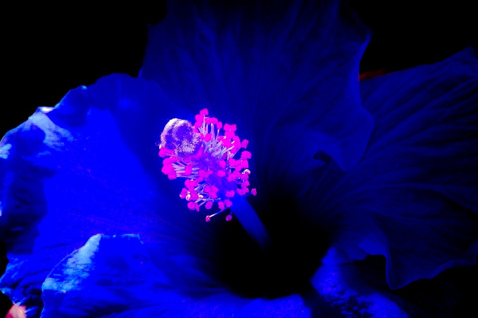 Flower background floral nature