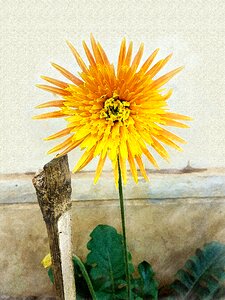 Asteraceae compositae sunflower family
