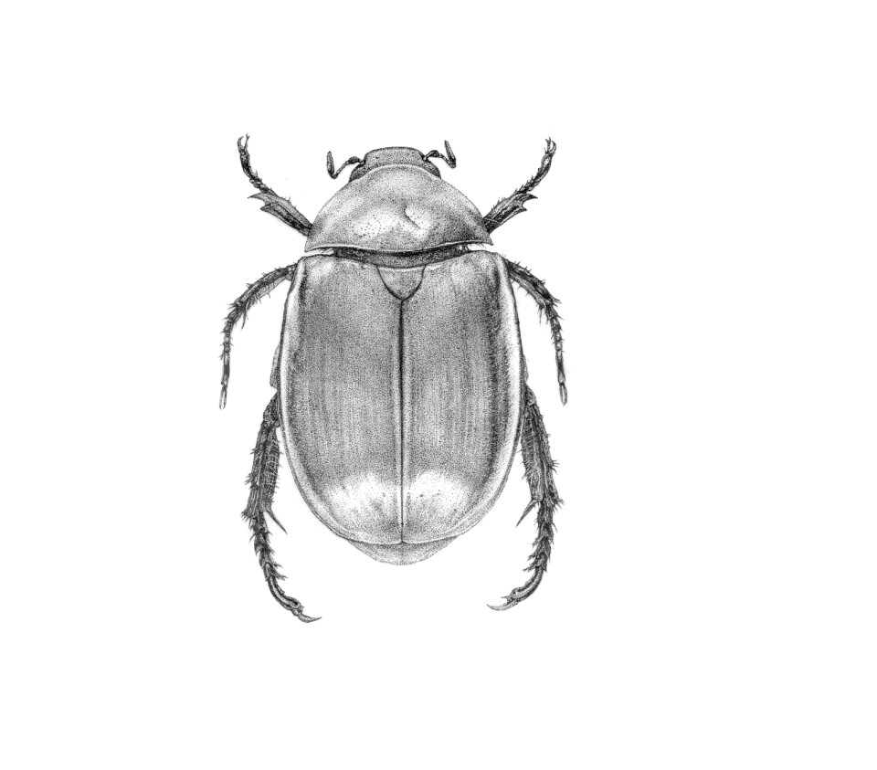 Invertebrates the beetle ink