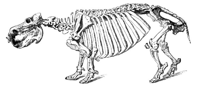 Hippo skull antique