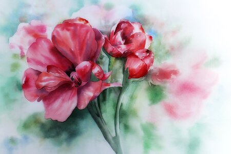 Geranium geraniums bloom red