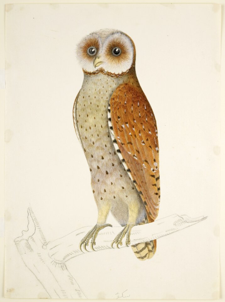 Painting biology animal
