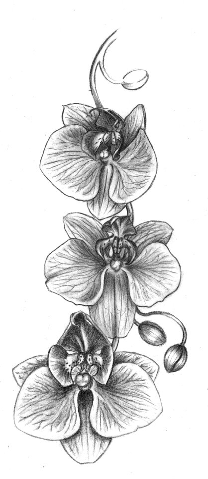 Tattoo idea vine Free illustrations
