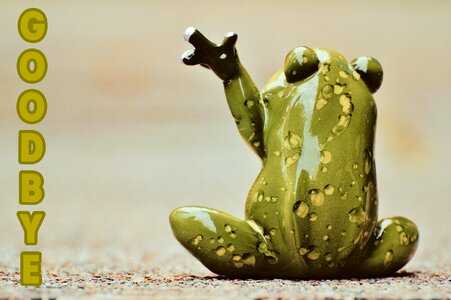 Frog funny cute