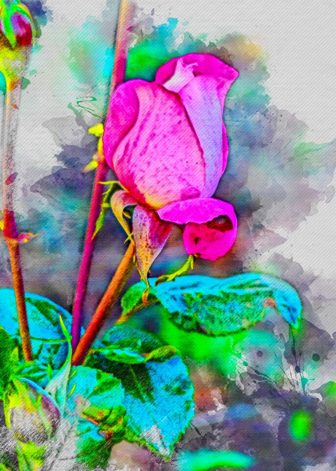 Rosa plant summer