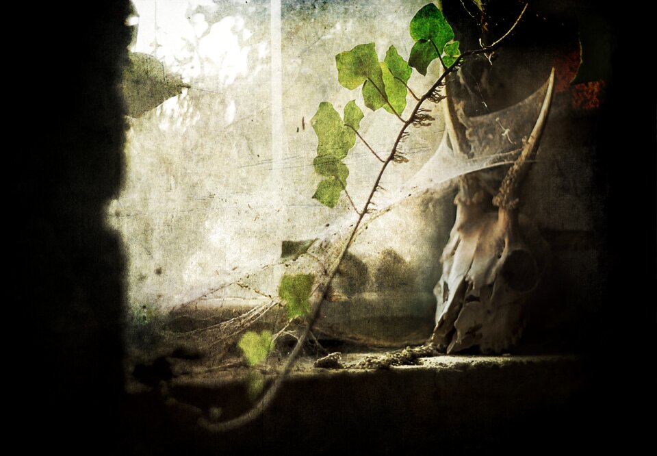 Dreary cobweb vanishing