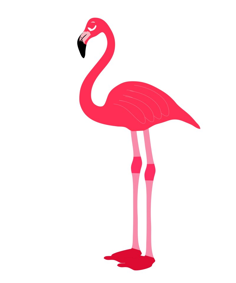Tropical nature bird vector