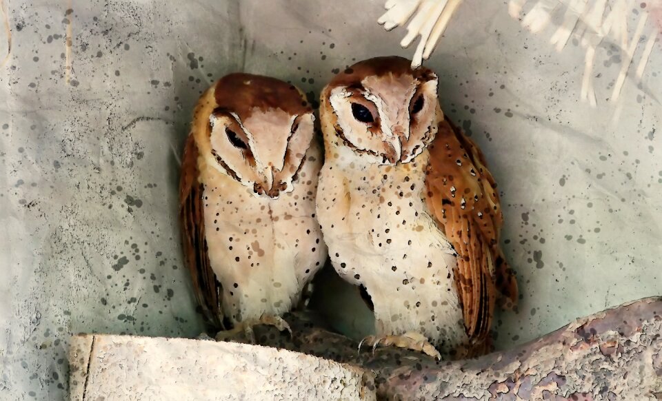 Bay perched pair