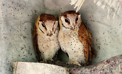 Bay perched pair