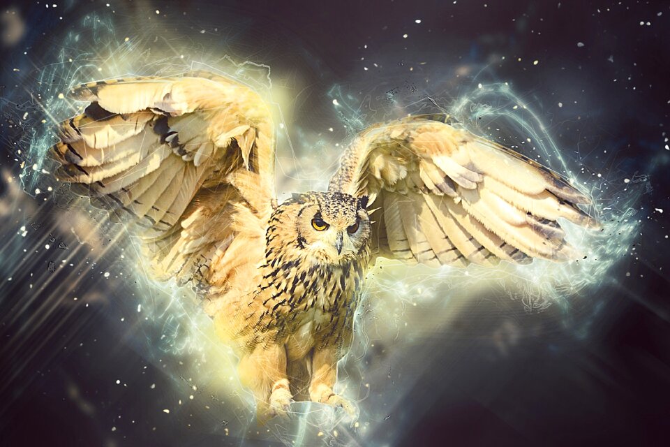 Flying wing hunting bird