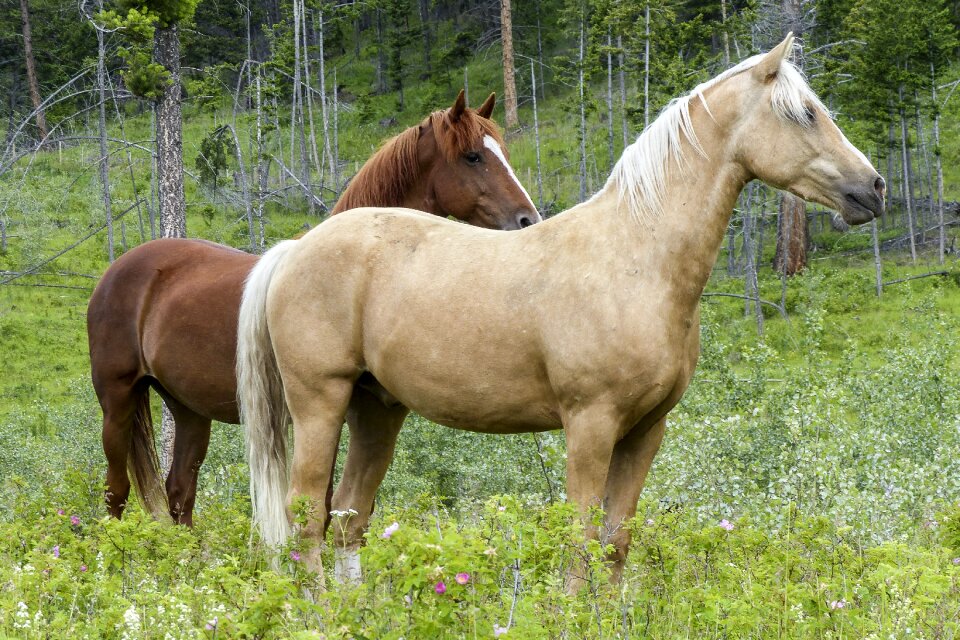 Equestrian brown rural