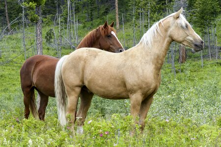 Equestrian brown rural