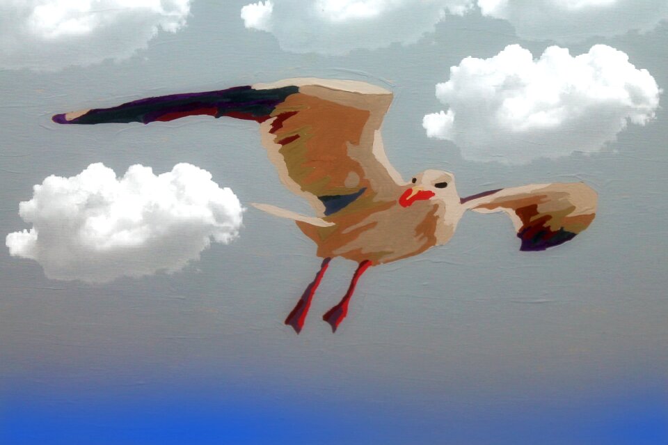 Bird animal nature