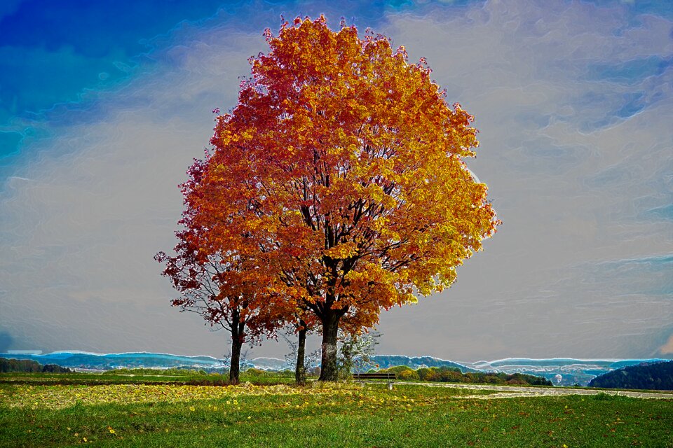Colorful grass nature
