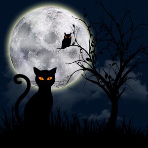 Black cat silhouette black