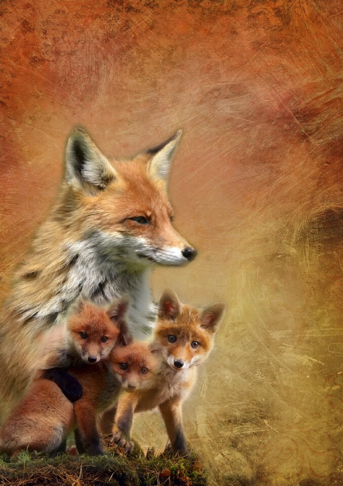 Cubs wildlife nature