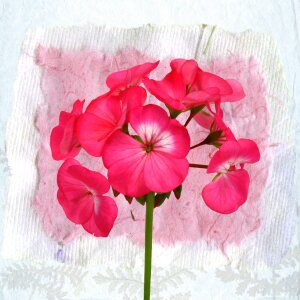 Pink pretty texture