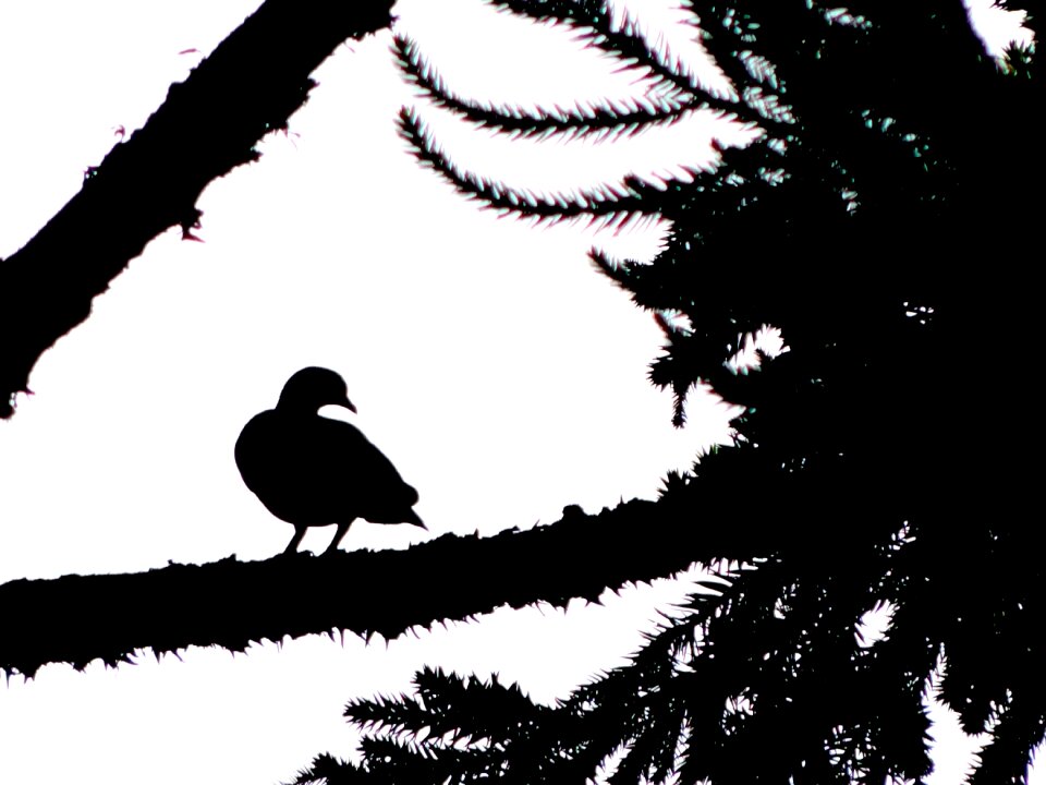 Shadow nature Free illustrations