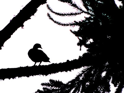 Shadow nature Free illustrations