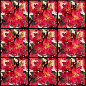 Art wallpaper petals
