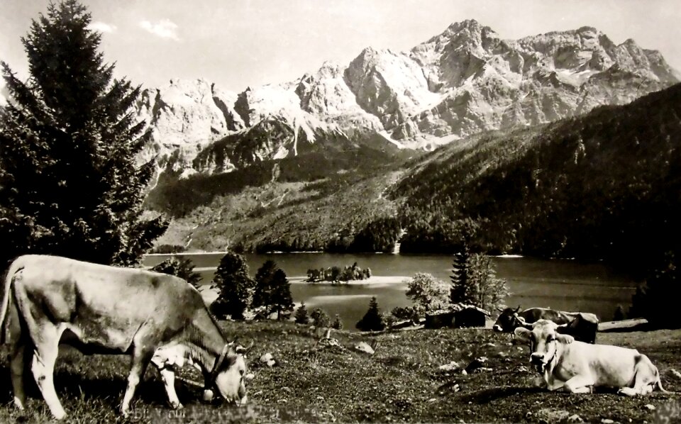 Cows ruminant graze