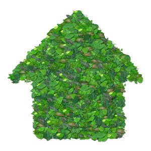 Environment nature leaf