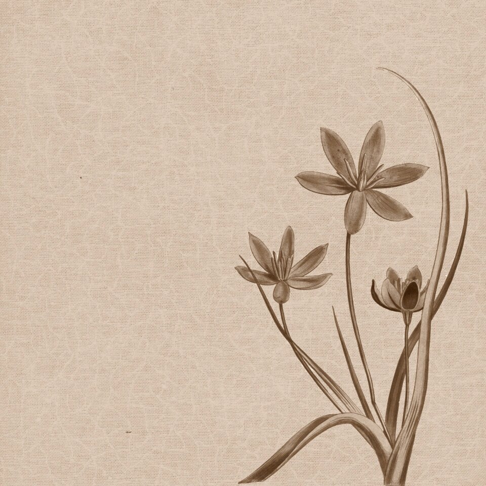 Sepia vintage backgrounds design