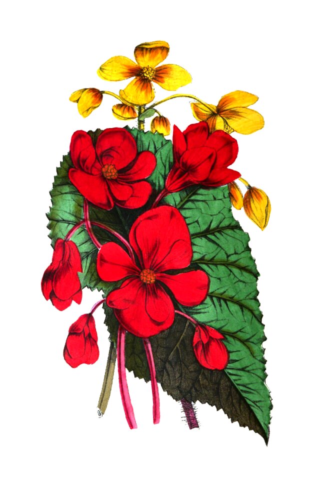 Nature botany vintage