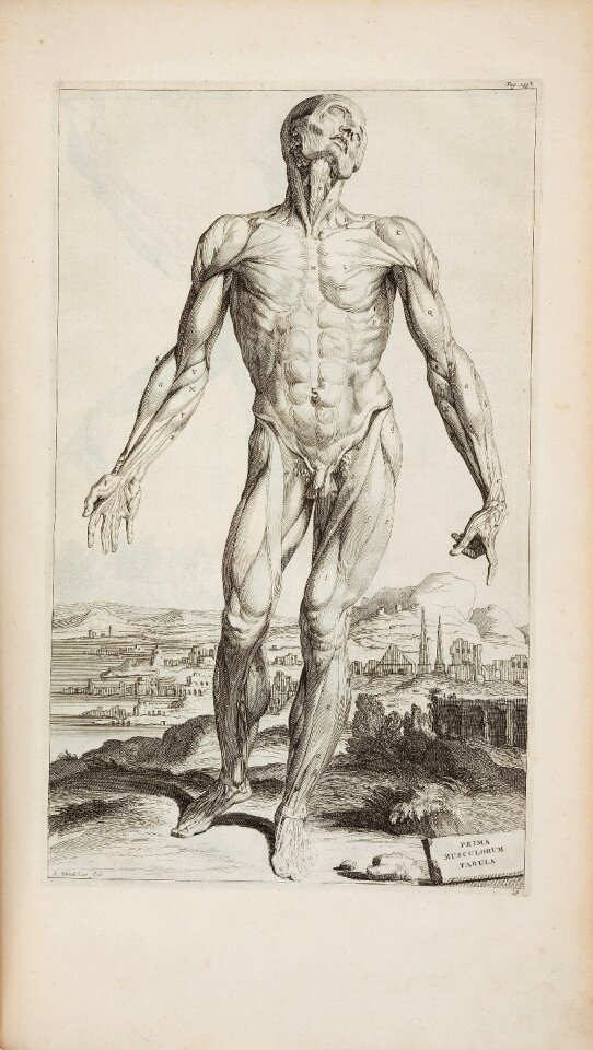 Human anatomy anatomy drawing anatomy
