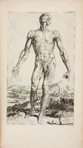 Human anatomy anatomy drawing anatomy