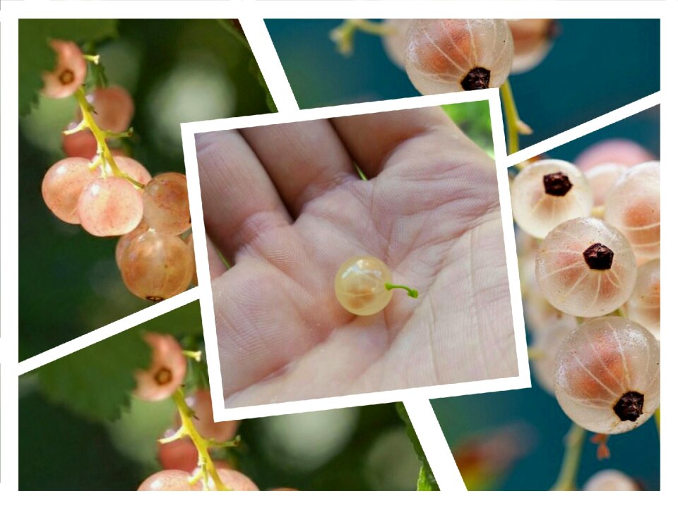 Nature beads Free illustrations