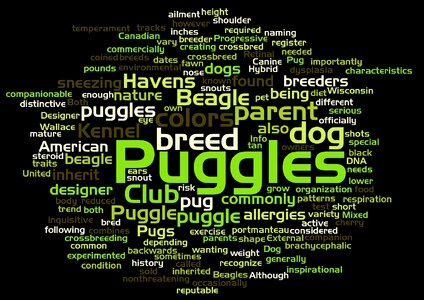 Animal pug dog breed