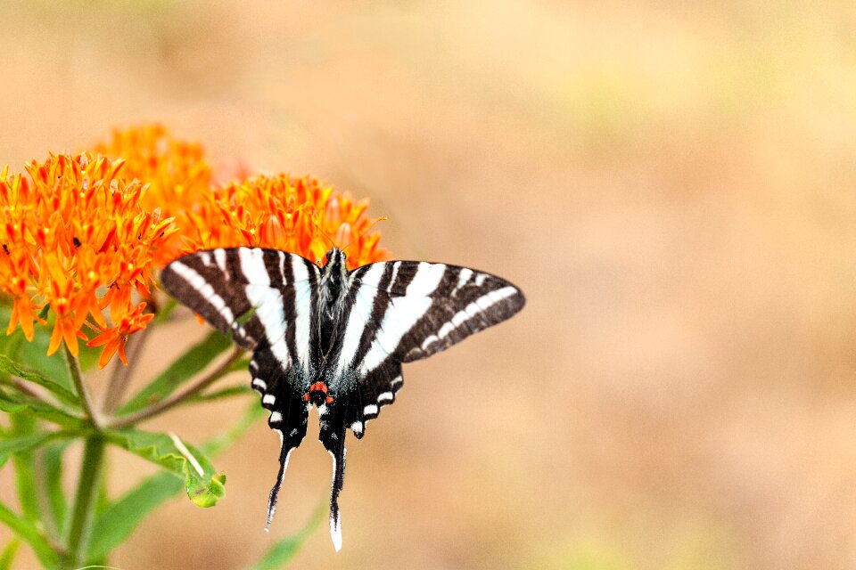 Spring insect fly